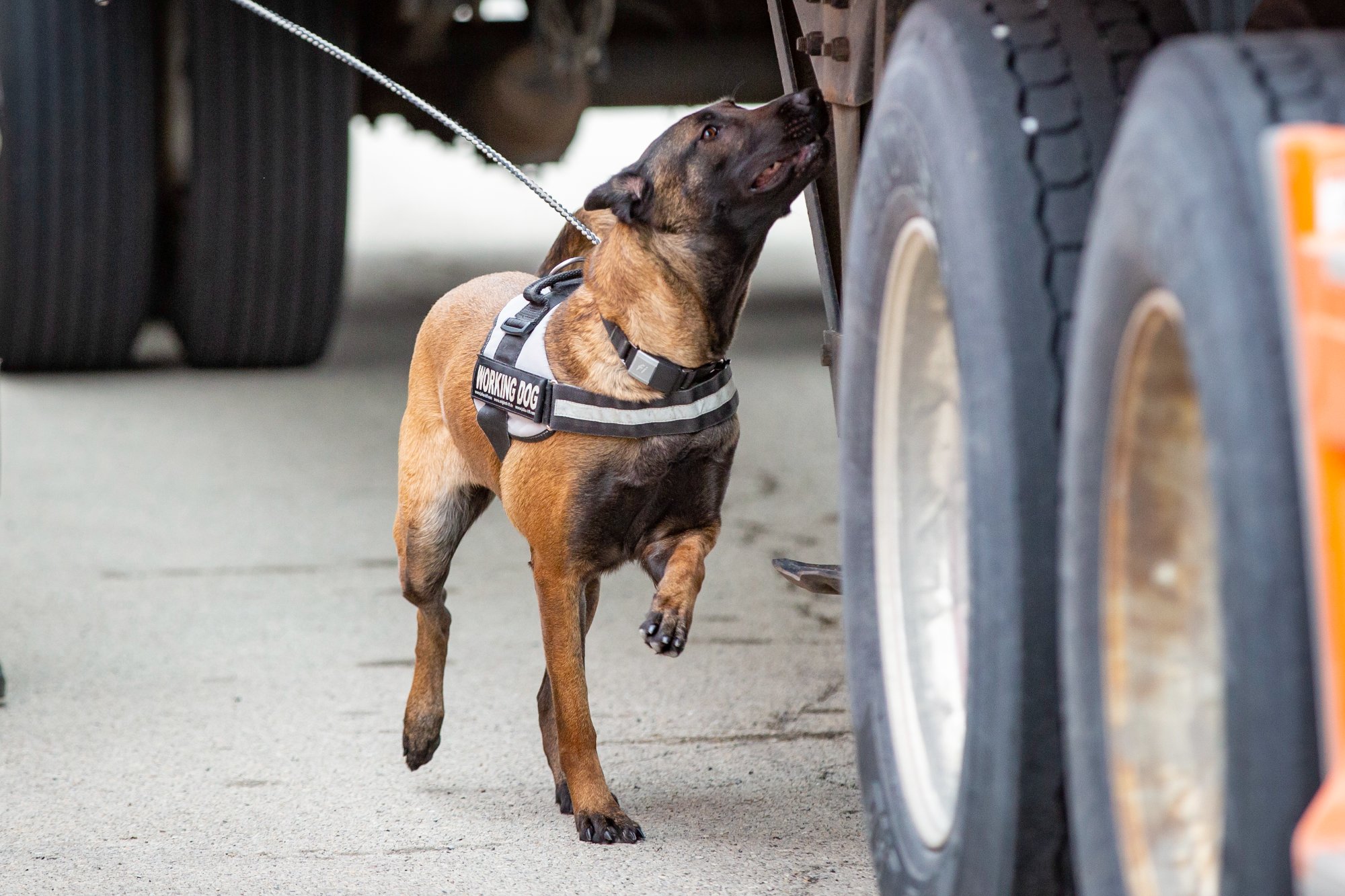 Pathfinder K9 SAR