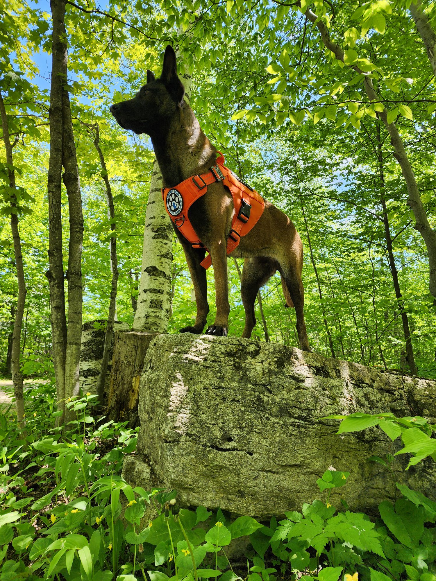 Pathfinder K9 SAR