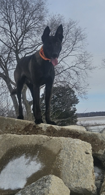 Kazi